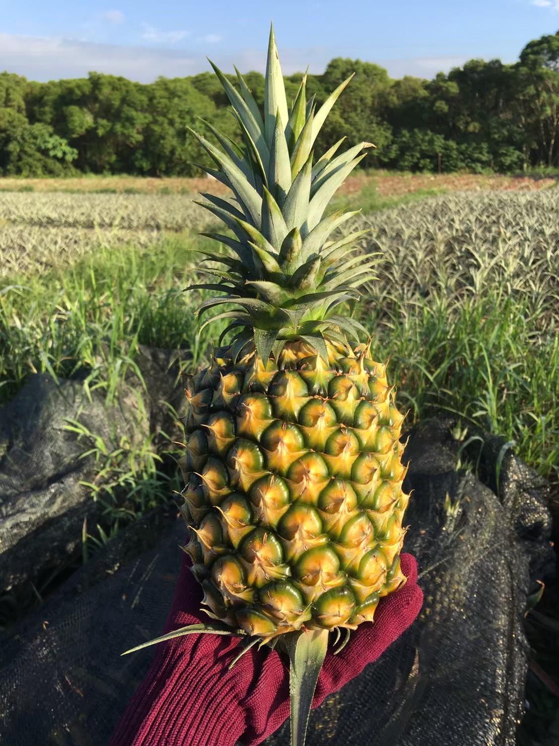 金鑽鳳梨 - 2支裝禮盒